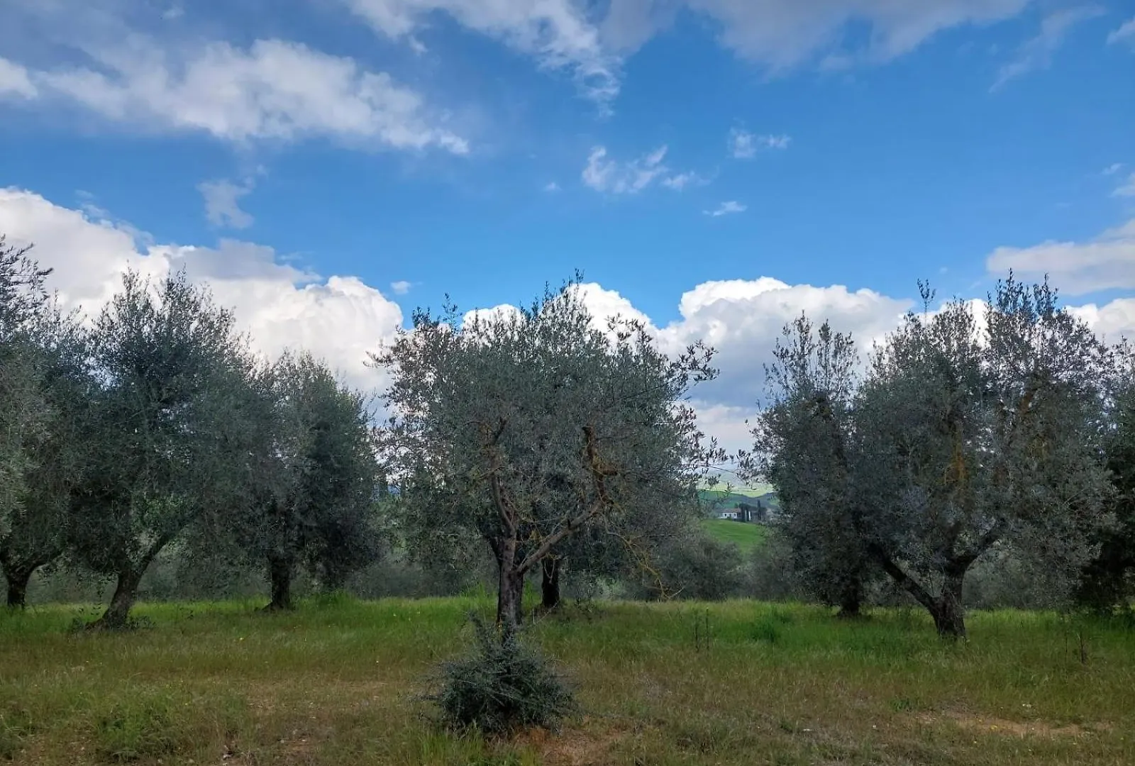 Al Piccolo Ulivo, A Casa Di Mimo&Se Villa Castiglione d'Orcia Holiday home